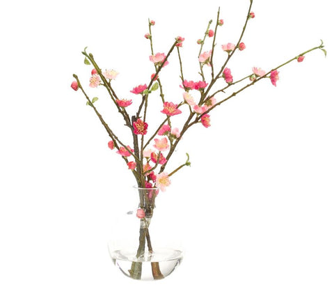 Cherry Blossom - NDI