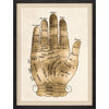 Gallicus Hand 2 - Natural Curiosities