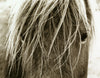 "Blonde" from the Hyden Collection - Natural Curiosities