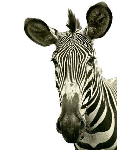 Tylinek Zebra - Natural Curiosities