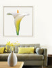 White Calla Lily - Trowbridge Gallery