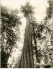 Redwood 2- Natural Curiosities