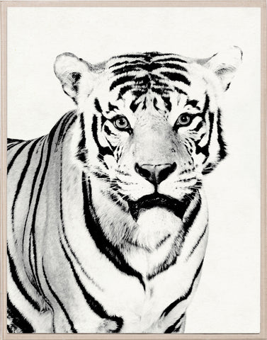 Tylinek Tiger - Natural Curiosities