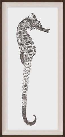 Rumana Seahorse 1 - Natural Curiosities