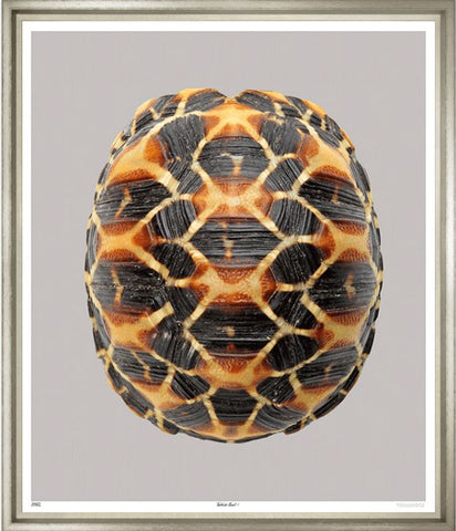 Tortoise Shell - Trowbridge Gallery