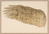 Wings Of Love, Goldleaf Left - Natural Curiosities