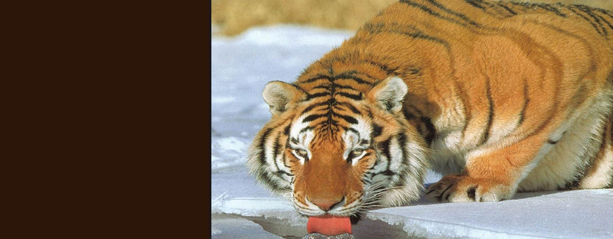 Animals