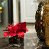 Amaryllis Dark Red - NDI