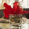 Amaryllis Dark Red - NDI