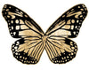 Butterfly Royale 2 - Natural Curiosities - Black # 3