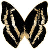 Butterfly Royale 2 - Natural Curiosities - Black #4