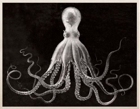 Lord Bodner, Black - Natural Curiosities