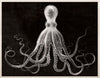 Lord Bodner, Black - Natural Curiosities
