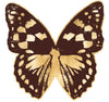 Butterfly Royale 2 - Natural Curiosities - Brown #1
