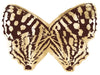 Butterfly Royale 2 - Natural Curiosities - Brown #2