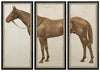 Lord Denver, Triptych - Natural Curiosities