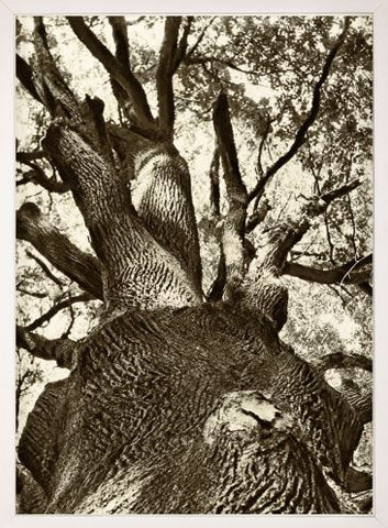 French Tree 2 - Natural Curiosities