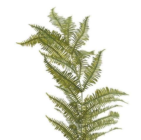 Fern Mountain Box of 12 - NDI