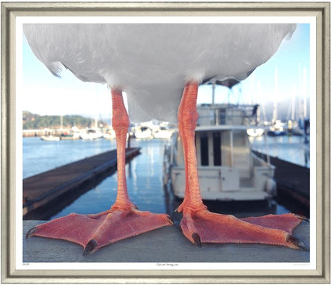 Giant Seagull - Trowbridge