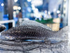 Nestor Koi Fish - Made Goods