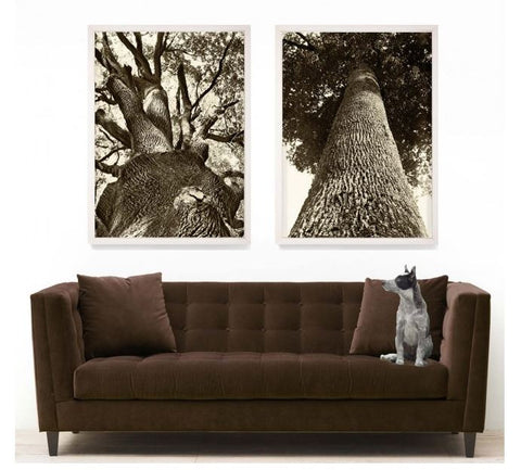 French Tree 1 - Natural Curiosities