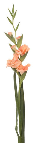 Gladiola Peach - NDI