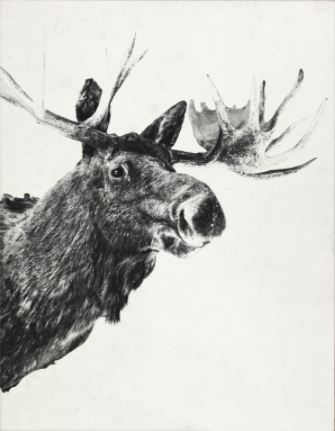 Tylinek Moose - Natural Curiosities