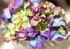Hydrangea, Glass Cube - Natural Decorations