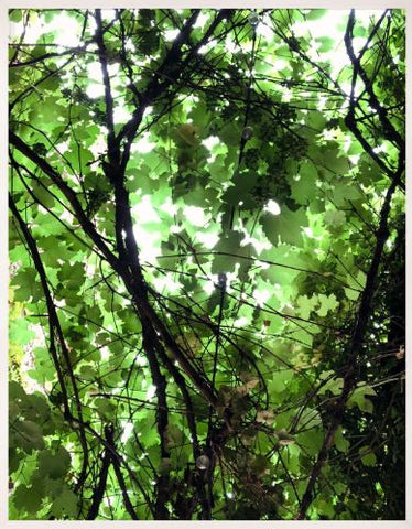 Nature Light - Natural Curiosities