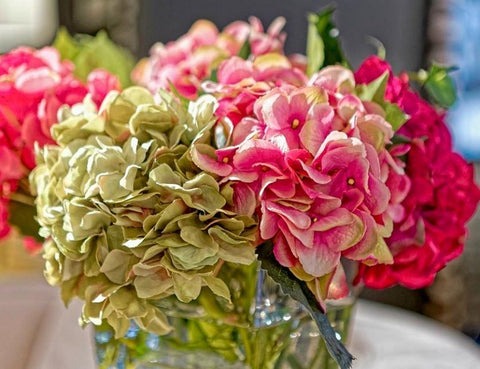 Hydrangea - NDI