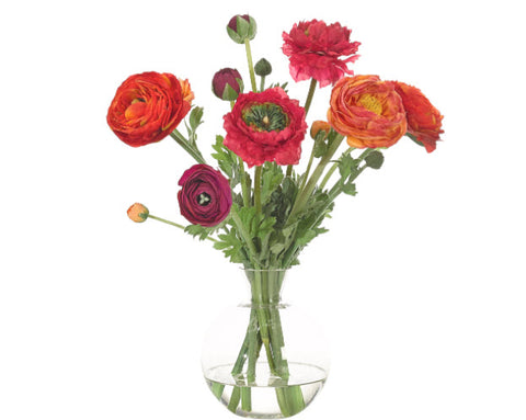 Ranunculus - NDI