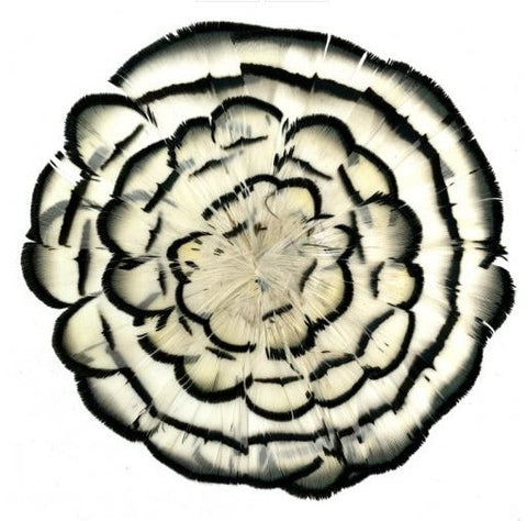 Queen Victoria's Feathers 2 - Natural Curiosities