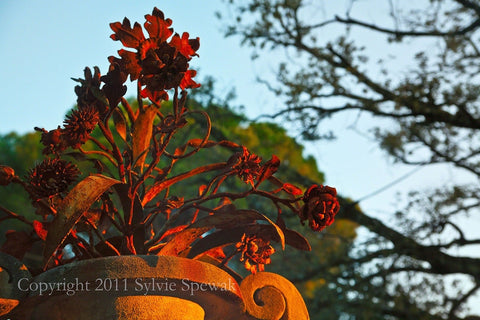 Flower Pot, Dusk Framed - Florence, Italy