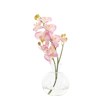 Orchid Phalaenopsis - Natural Decorations Inc