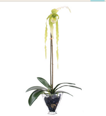 Orchid Manchu - NDI