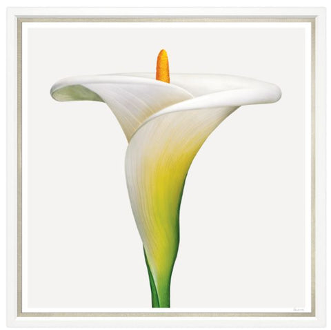 White Calla Lily - Trowbridge Gallery