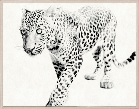 Tylinek Leopard - Natural Curiosities