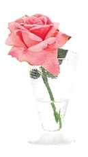 Rose - Natural Decorations Inc