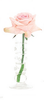 Rose - Natural Decorations Inc