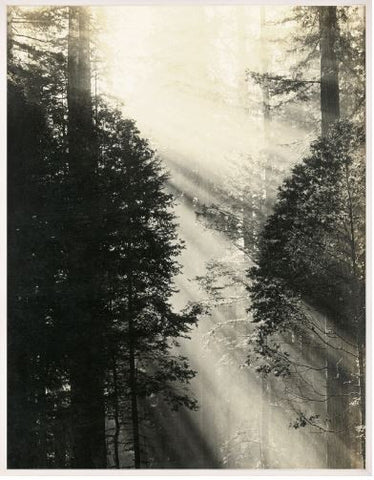 Redwood 1- Natural Curiosities