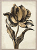 Sieger Tulips 2, Gold Leaf - Natural Curiosities