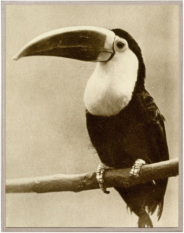 Thinking Toucan - Natural Curiosities