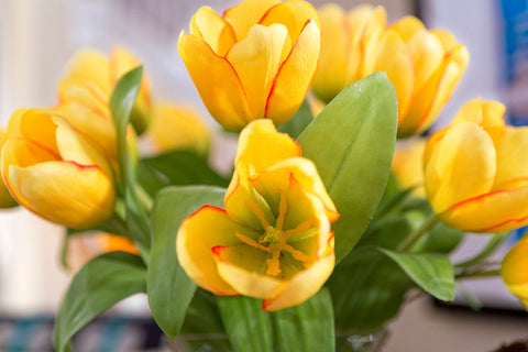 Tulip Yellow Grass Square Tower - NDI