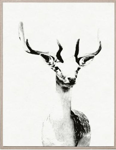 Tylinek Deer - Natural Curiosities