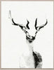 Tylinek Deer - Natural Curiosities