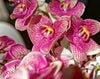 Orchid - NDI