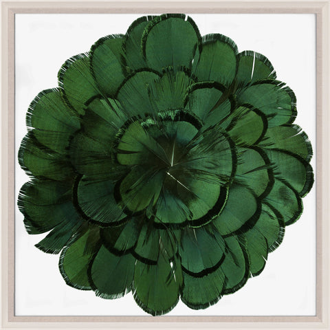 Queen Victoria's Feathers 3 - Natural Curiosities