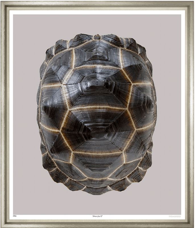 Tortoise Shell - Trowbridge Gallery