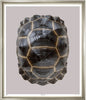 Tortoise Shell - Trowbridge Gallery