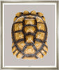 Tortoise Shell - Trowbridge Gallery